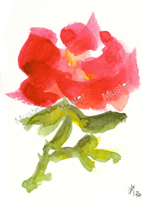 Rose 2